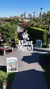1.4K views | Paid partnership with Arizona Plant Stand | From outfitting your home to sprucing up your business, The Plant Stand of Arizona is here to help complement your style. 華 Grab gifts, plants, or come by for a wellness event at their 15-acre location.  Learn more: https://plantstandaz.com/?utm_source=pnt_web&utm_medium=social&utm_campaign=oct&utm_content=oct | Phoenix New Times | Facebook