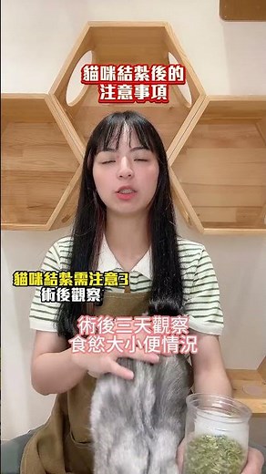 貓咪結紮後必做的5件事！照顧主子不能忽略的小細節