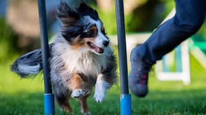 Agility-Training: So starten Sie mit Ihrem Hund