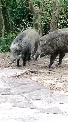 Amazing Wild Boar Male Following Female in Jungle | Rare Wildlife Behavior” #wildboar #animals