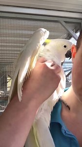 ❄️ Hi, I’m Olaf and I like warm hugs! ❄️ I'm a cheeky little cockatoo who loves nothing more than cuddles, scratces and getting into mischeif. I am a gentle and affectionate soul. I have loved playing with puzzles, fruit kebabs and phone books during my time at the shelter. I'm on the lookout for my forever home so please contact the shelter if you think I would fit in with your family. I am excited to meet you! See Olaf's adoption profile here: https://www.adoptapet.com.au/pet/754267 | RSPCA AC