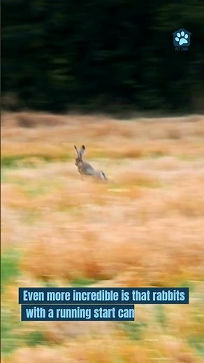 How High and Far Can Rabbits Jump?