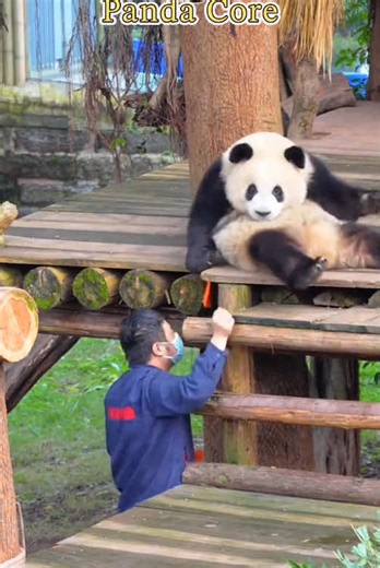How to Get a Job Working with Pandas: Tips from Cute Viral Clips