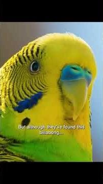 The Snake That Eats Venom For Breakfast!