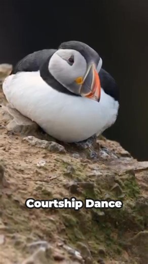 The Cutest Birds in the World? #cuteanimals #puffinlove #wildlifereels | Animal World