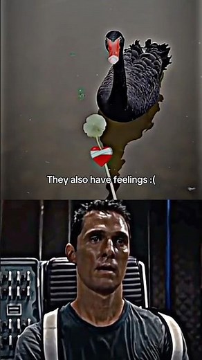 Sad Animal Moments 💔