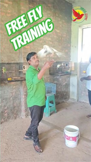 Cockatiel free fly training. #bird #cockatiel #cockatieltraining #cockatiels #Das birds zone#eluru