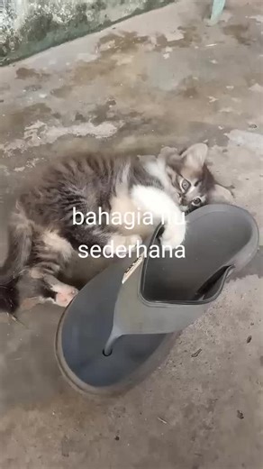 @ Bi 💞 (@bidanbo)’s videos with Kebahagiaanku - Ekoichi