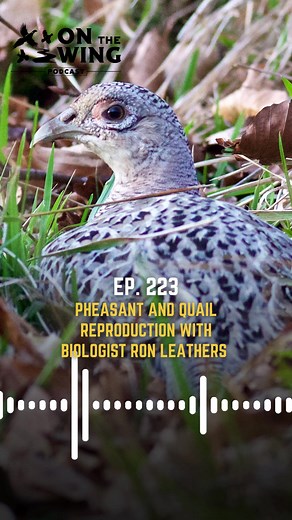 17K views · 269 reactions | Want to learn more about pheasant and...