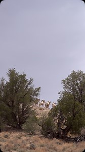 Rampage 🤩 #bighornsheep #desertsheep #nevadabighornsunlimited #wildlifephotographer #gohunt #epicoutdoors #kuiu #kuiustrong #kuiunation #kapturegear #grandslamovis #grandslam #borregooutfittersofnevada #nevada #wildlife #wildlifephotography #naturephotography #wildlifephotos #wildlifeconservation #wildsheepfoundation #wildsheepfoundationalberta #wildsheepsocietyofbc #photooftheday #epic_hunts #fraternityofthedesertbighorn | Victor Trujillo
