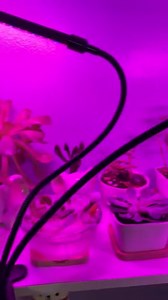 Watch This glow light helps my succulents a lot on Amazon Live