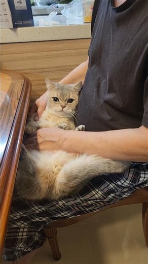 고양이는 싫다하셨던 아버지 근황 #cat #shorts