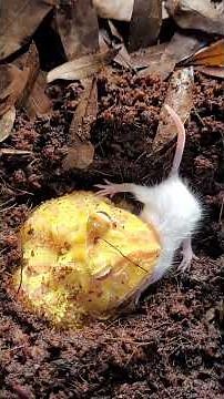 ⚠️Warning Live Feeding⚠️ Albino Pacman Frog Takes A Fuzzy
