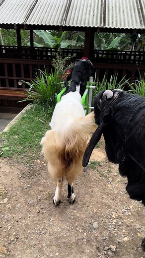 joooooh##kambingkaligesingtv #fypシ゚viral #kktv #kambingraksasa