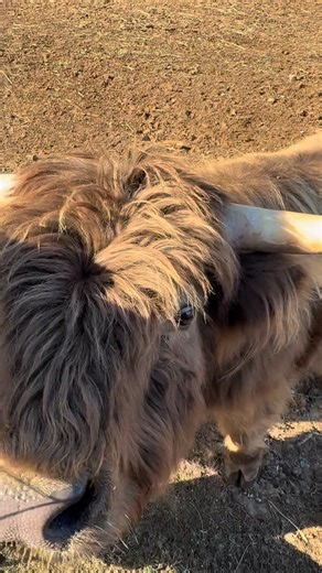 Bunnie Xo. on Instagram: "His tortilla addiction has become a real problem"
