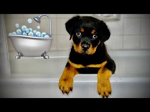 Rottweiler Reacts To Getting A Bath! Rotty Ranch Vlogs #014
