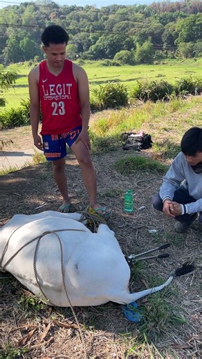 Bloodless castration #artificialinsemination #cow #cow