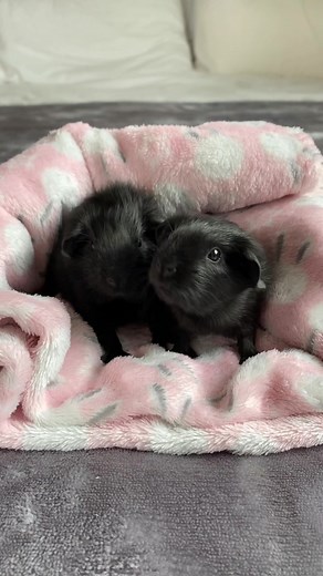 Adorable Baby Guinea Pigs Squeaking Compilation