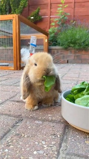 Rabbit eating vegetables😮 #rabbit #eating #bunny #animalshorts #ytshorts #shorts