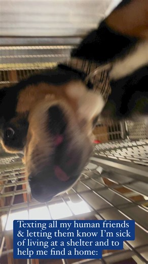 16K views · 505 reactions | Bandit is our #2 longest resident, and...