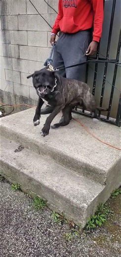 PRESA CANARIO ATTACK TRAINER 😱😱🤯