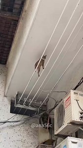 Gangster cats 🤫 | Street cat life