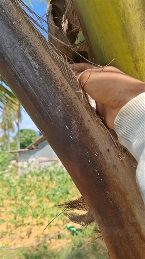 there is a strange animal in the coconut tree #shortsviral #nature