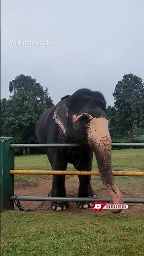 This elephant is happier than you. #elephant #nature