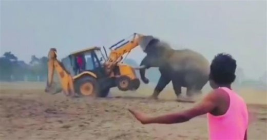 Elephant attacks excavator during rampage in northern India