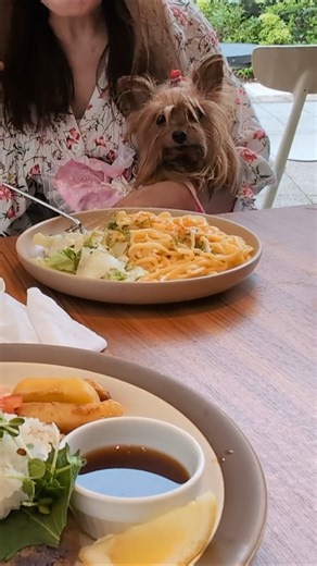 Wait, where’s MINE?! 😂 Tiny Yorkie Lan’s hilarious reaction to Mom’s delicious meal! 🐾🥗 #shorts