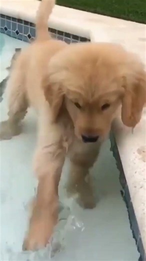 심장 주의! 귀염뽀짝 동물들의 일상에 찰떡인 음악을 입혀봤어 🐾
