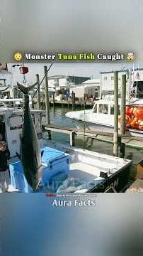 Tuna Fish Sold For 8 Lakhs #shorts