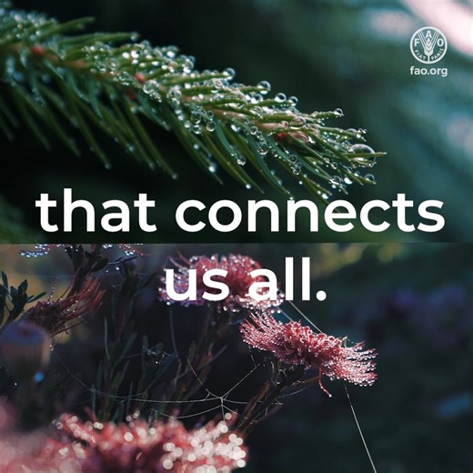 Without biodiversity, there would be no food. Biodiversity depends on how we manage our agrifood systems and take care of nature. Our future depends on biodiversity! #SBI6 #UNBiodiversity | Food and Agriculture Organization of the United Nations (FAO)