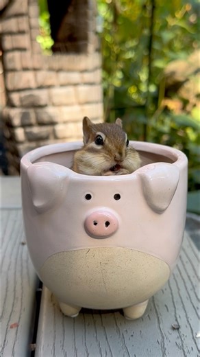 Chipmunk or Piglet?!? #backyardwildlife #chipmunk #cuteanimals