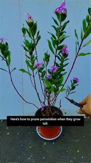 Here's how to prune periwinkles when they grow too tall.#ILoveGrowingFlowersAndPlants #bonsai