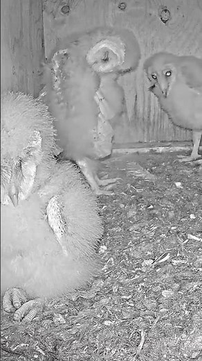 Watch This Closely 👀 Owl Trio on Camera