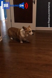 This corgi will only walk out of doors backwards 😂😂via Shutterstock | Daily Mail Video