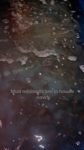 We are now keeping mud minnows in stock and they are $9.95 per dozen. #fishing #fishingtackle #fishinglife #cocoabeach #spacecoast #snook #beach #fish #surffishing #tackle #angler #inshorefishing #fishingislife #pompanofishing #smallbusiness #fishinglure #lures #baitshop #fishingshop #bait #baitandtackle #fishingstore #outdoors #cocoabeachfishingcenter | Cocoa Beach Fishing Center