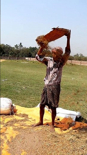 Traditional Method of Cleaning Lentil (Winnowing) #shorts