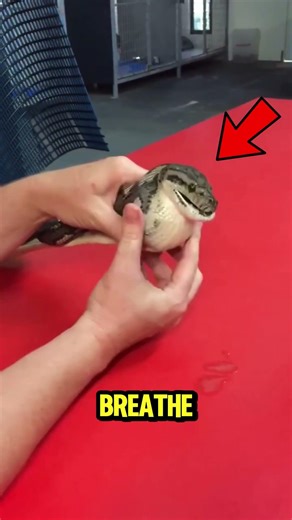 You Won't Believe What Was Inside This Snake 😱