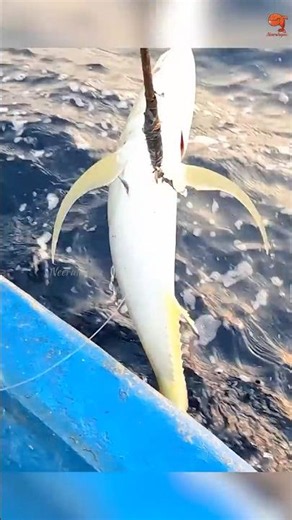 Catching Blacktip Trevally Using Prawn as Bait #fishing #fishingvideos #fishingtime