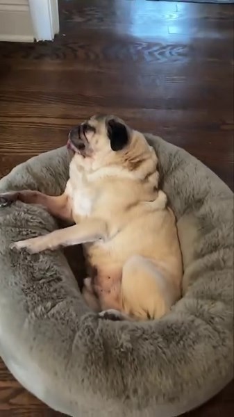 An update from Doug who’s been oh so hard at work… | Doug The Pug