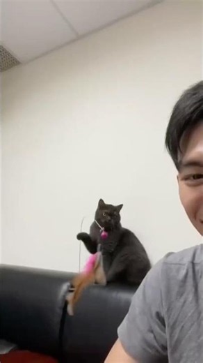 That’s my cat’s favorite toy.