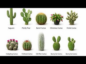 Every Type of Cactus Explained🌵🌵