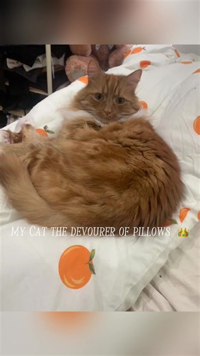 #cat #catlove #orange my furry friend