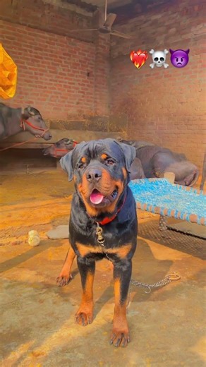ROTTWEILER AGGRESSIVE MALE DOG #pets #rottweiler #rottweilerdog #lifeisbutadream #puppy