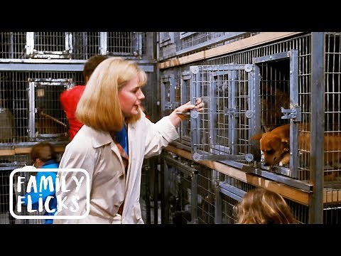 Rescuing All The Kidnapped Dogs | Beethoven (1992) | Family Flicks