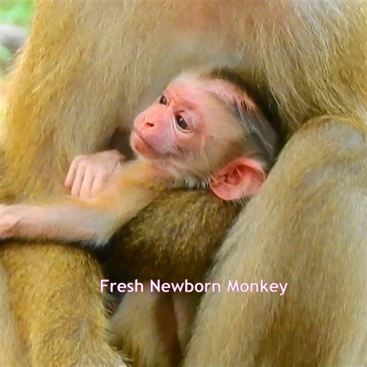 18K views · 529 reactions | Cutest baby monkey ever, Never seen newborn monkey cute like this before 2 | Fresh Newborn Monkey | Facebook
