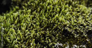 Close up, mountains moss in Iceland