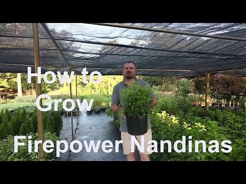 How to grow Firepower Nandinas (Heavenly Bamboo) with detailed description